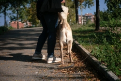 Propriétaire de chien - Crédit photo : &copy; lpictures - Fotolia.com